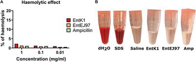 Exploring the Therapeutic Potenital of the Leaderless Enterocins K1 and EJ97 in the Treatment of Vancomycin-Resistant Enterococcal Infection